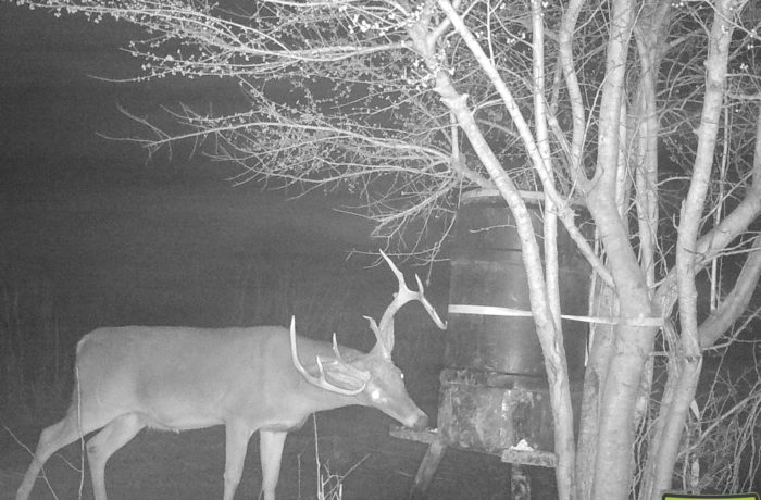 Deer 2017.3
