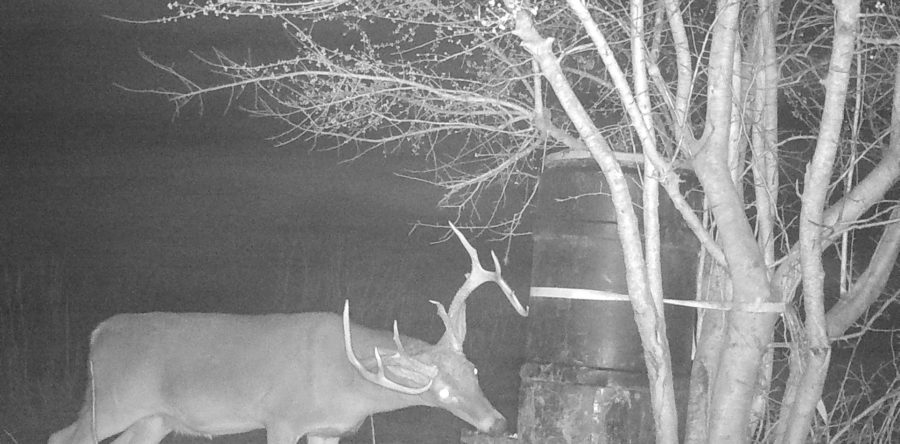Deer 2017.3
