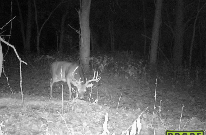 Deer 2017.4