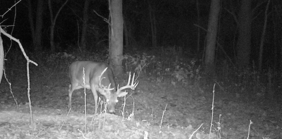 Deer 2017.4