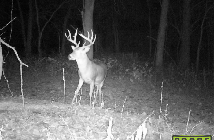 Deer 2017.1