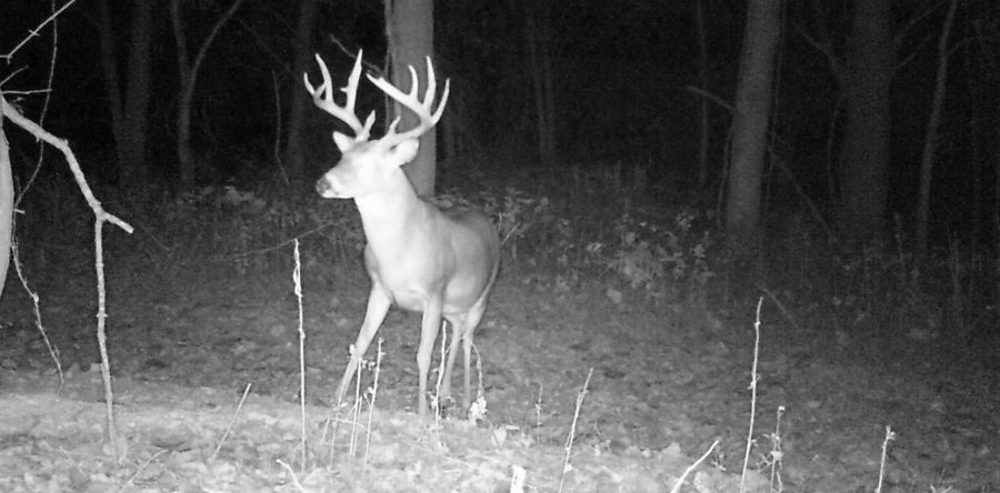 Deer 2017.1