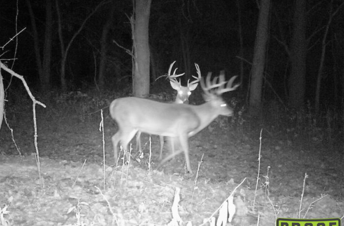Deer 2017.2