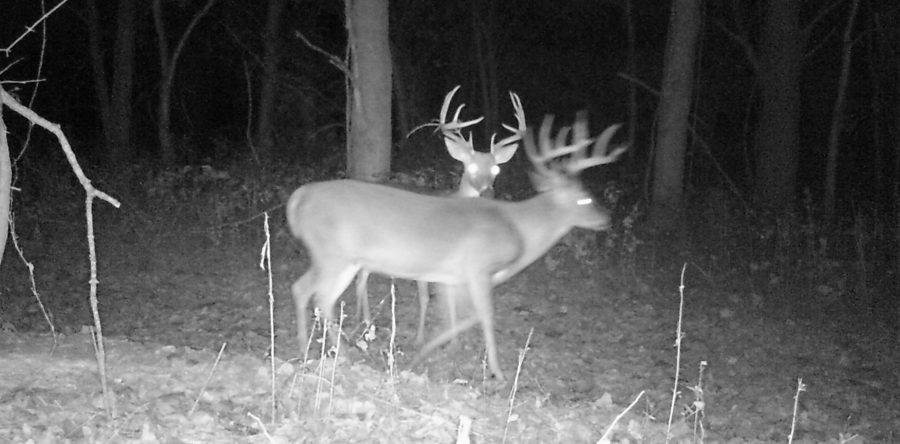 Deer 2017.2