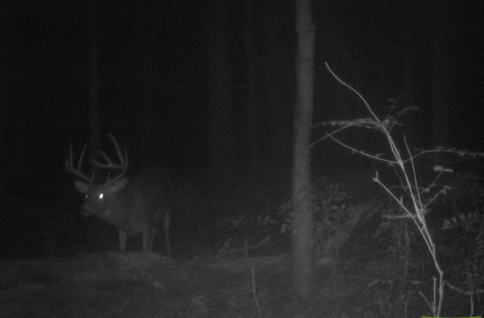 Deer 2017.6