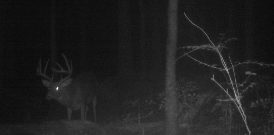 Deer 2017.6