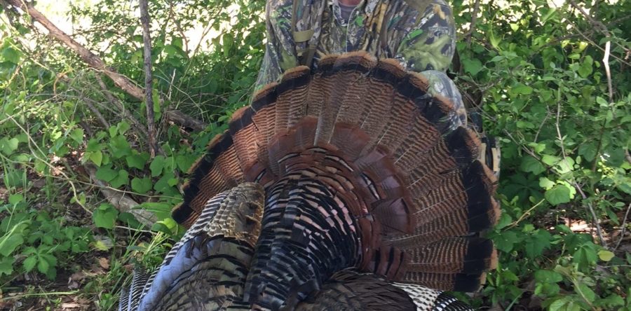 Turkey 2017.3